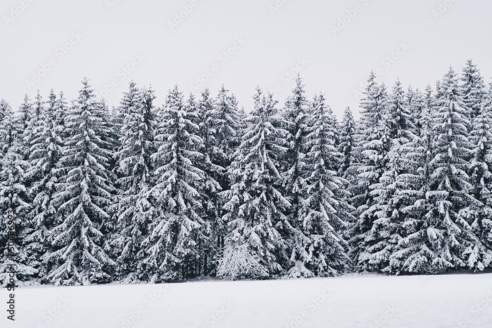 winter forest with snow in Highlands, Czech republic winter forest with snow in Highlands, Czech republic