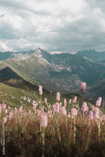Fototapeta Naklejka Na Ścianę i Meble -  landscape with flowers and mountains in High Tatras, Poland