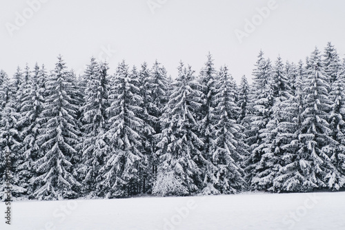 winter forest with snow in Highlands, Czech republic © Michal