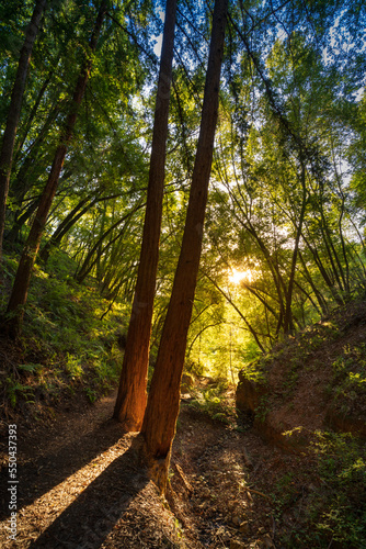 A pair of redwood trees stand tall in Marin County, California.