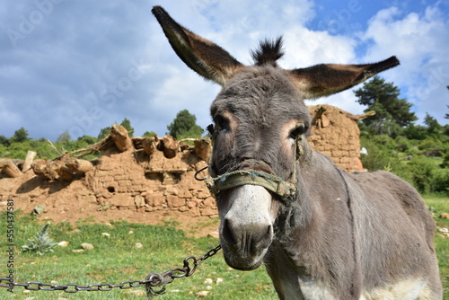 Photographie donkey in the garden