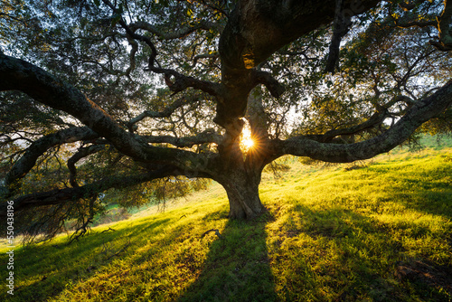 An oak tree bathed in evening light, Marin County, California.