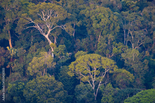 View of the forest in Nakai-Nam Theun National Protected Area. Laos. photo