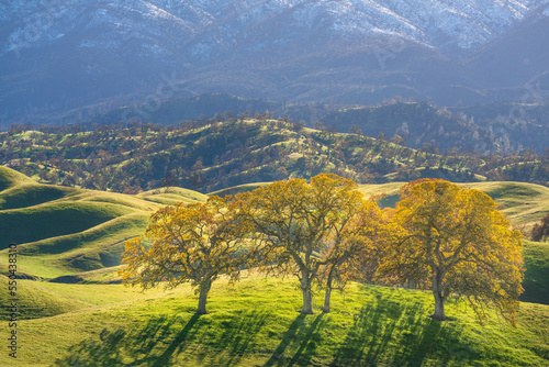 Oak trees with rolling hills and snowy mountains, California.