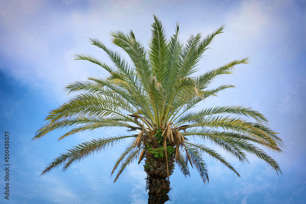 Palm trees against blue sky, Palm trees at tropical coast, coconut tree, summer tree Palm trees against blue sky, Palm trees at tropical coast, coconut tree, summer tree