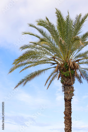 Palm trees against blue sky  Palm trees at tropical coast  coconut tree  summer tree