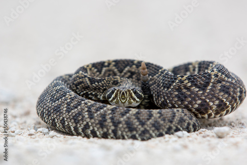 Eastern diamondback rattlesnake in Big Cypress