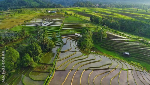 Beautiful morning in the growing season, with the weather a few days ago being very sunny and the rice growing fresh green in the farming area under the mountain of Kemumu Village, North Bengkulu photo