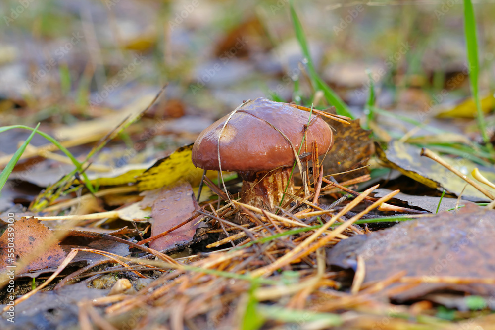ein junger Butterpilz im Herbst - a young Slippery Jack in autumn ein junger Butterpilz im Herbst - a young Slippery Jack in autumn