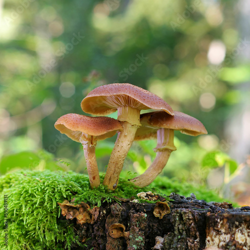Gemeiner Hallimasch ,Armillaria ostoyae - honey fungi or Armillaria ostoyae in autumn forest