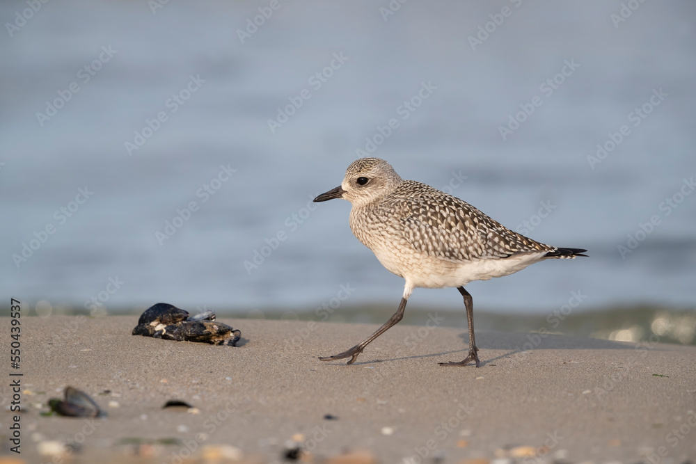 The grey plover or black-bellied plover (Pluvialis squatarola). Shorebirds, waders, Italy. The grey plover or black-bellied plover (Pluvialis squatarola). Shorebirds, waders, Italy.