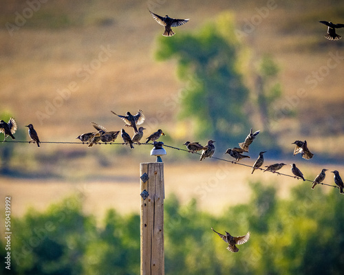 starlings taking flight