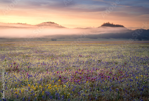 Wallpaper Mural A photo of the 2022 wildflower bloom in the Central Valley of California.  Torontodigital.ca