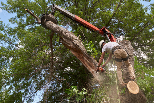 Urban forestry worker removing a diseased Ash tree.