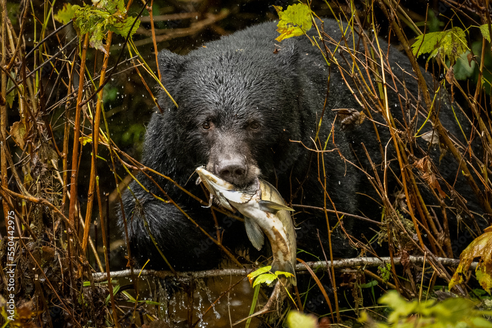 A black bear hunts for salmon in the fall in the Great Bear Rainforest, British Columbia, Canada. A black bear hunts for salmon in the fall in the Great Bear Rainforest, British Columbia, Canada.