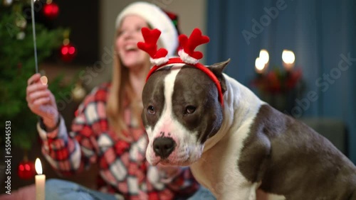 Rack focus from joyful smiling woman with Christmas sparkler to curios purebred American Staffordshire Terrier lying down on carpet. Happy Caucasian lady celebrating New Year's eve with pet at home photo