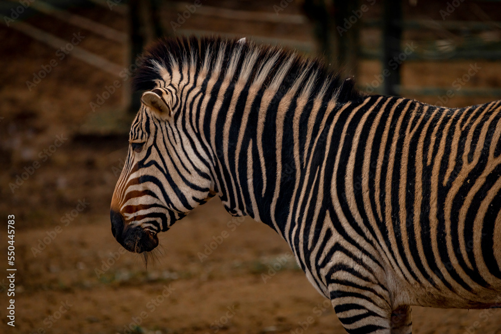 Zebra head in cloudy dark day with dry trees Zebra head in cloudy dark day with dry trees