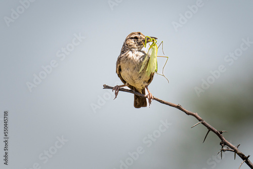 A lark perches on the branch of a thorn tree with a large praying mantis in his beak. photo