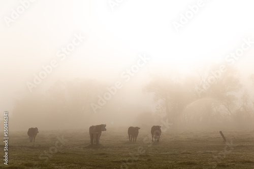 Fototapeta Naklejka Na Ścianę i Meble -  Cows grazing on autumn morning pasture. Foggy mood, colorful warm light.