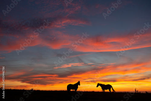 backlight at sunset of two horses. silhouettes. the sky as fire. selective focus. copy space.