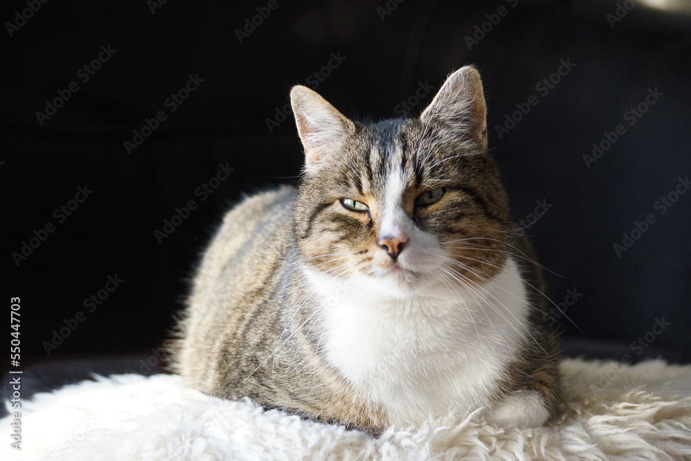 Entspannter Kater lässt es sich gut gehen. Er ruht auf einem Schafsfell. Er hat weißes und grau-gestreiftes Fell. Der Hintergrund ist dunkel. 