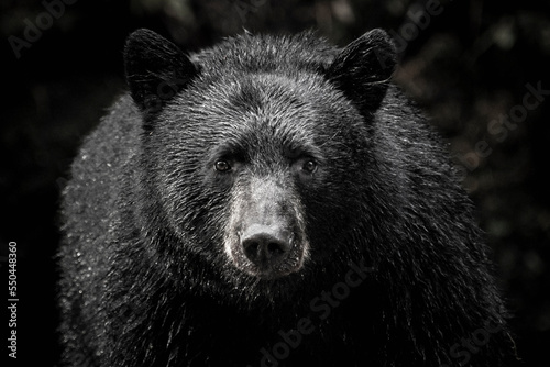 Black bear in the Great Bear Rainforest, British Columbia, Canada.  photo