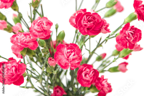 Mini carnations isolated on white background. Pink mini carnations with buds in early spring time. © avelina_boyko