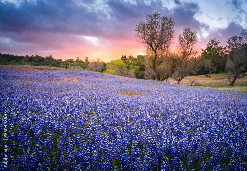 © Tandem Stock - Spectacular lupine superbloom, Folsom Lake, in the Central Valley of California.