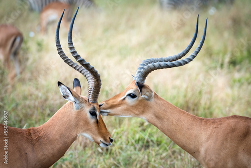 Kiss of the Impala photo