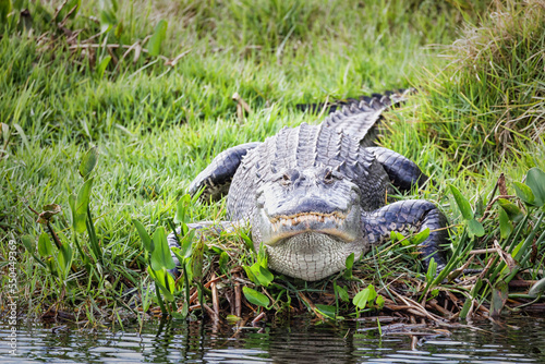 A large alligator approaches the water at Lakeside Ranch Stormwater Treatment Area in Okeechobee, Florida. photo