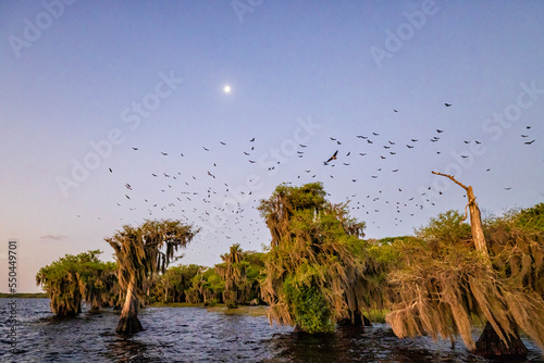 Vultures whirl beneath a gibbous moon over wind-blown Cypress trees at Blue Cypress Lake in Vero Beach, Florida. photo