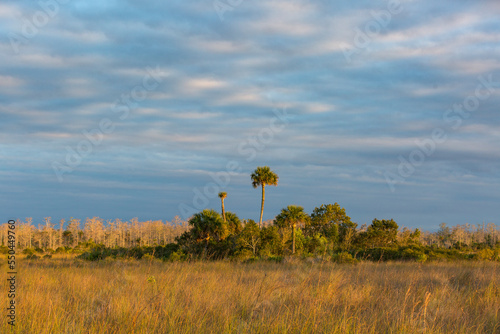 harwood hammock in Big Cypress photo