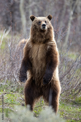 Grizzly Bear Cub Standing photo
