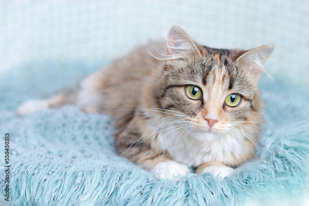 Cat rests on a blue blanket. Pets. Cute Cat  looking at the camera. Beautiful Kitten rests. Cat close-up. Kitten with big green eyes. Pet. Without people. Copy space. Animal background. Pet care.