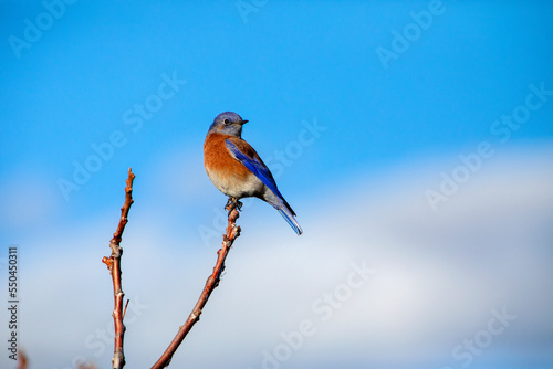 Western Bluebird, Santa Ynez, California. 