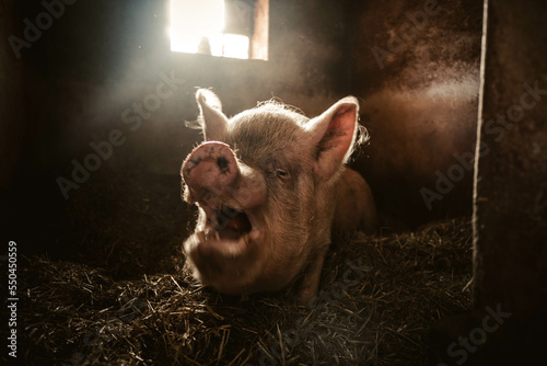 A huge 300 kg happy pig on hay and straw eats an apple. Happy life at Farm Animal Sanctuary with vegan owners.