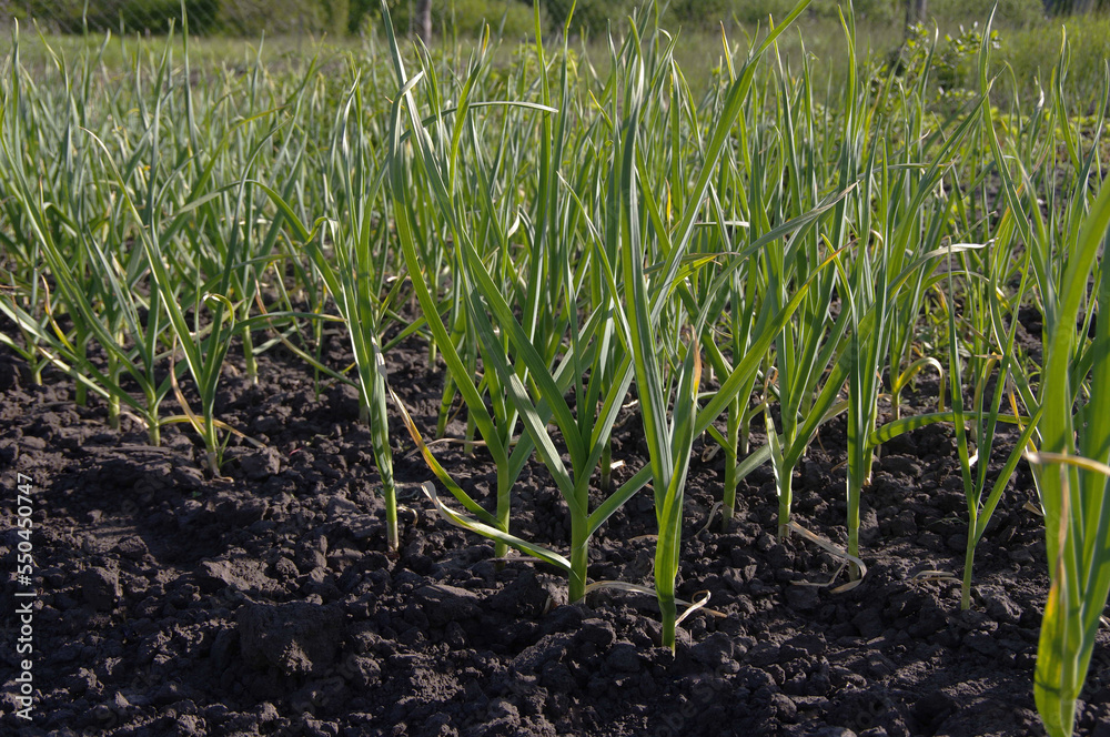 A bed of garlic in a garden in the countryside. The concept of organic farming.Organic garlic. Gardening and growing vegetables. Selective focus. A bed of garlic in a garden in the countryside. The concept of organic farming.Organic garlic. Gardening and growing vegetables. Selective focus.