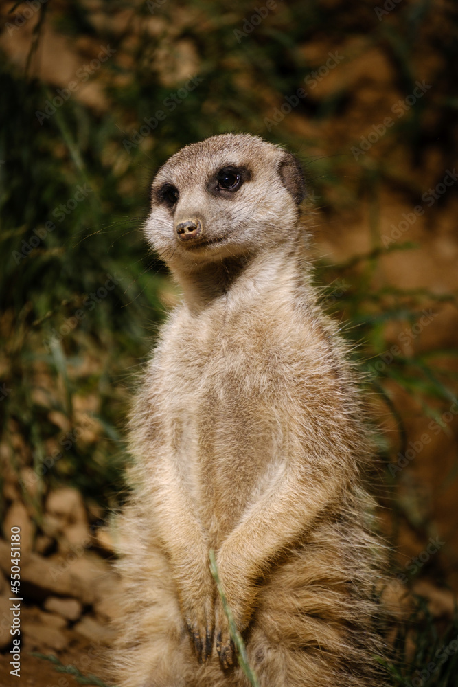 meerkat on the watch, guarding meerkat meerkat on the watch, guarding meerkat