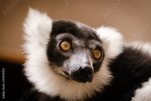 close up of a lemur