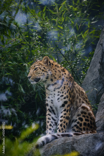 portrait of leopard in the wild
