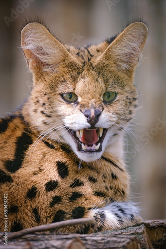 Close portrait of Serval cat