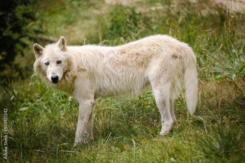 arctic wolf in the grass