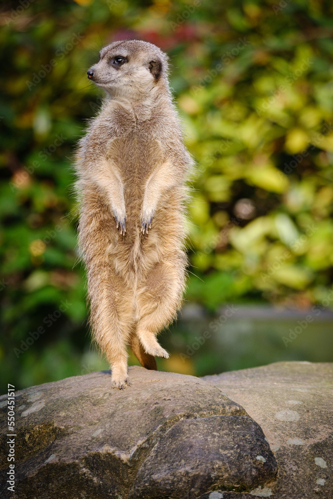 Fototapeta premium meerkat on the watch, guarding meerkat