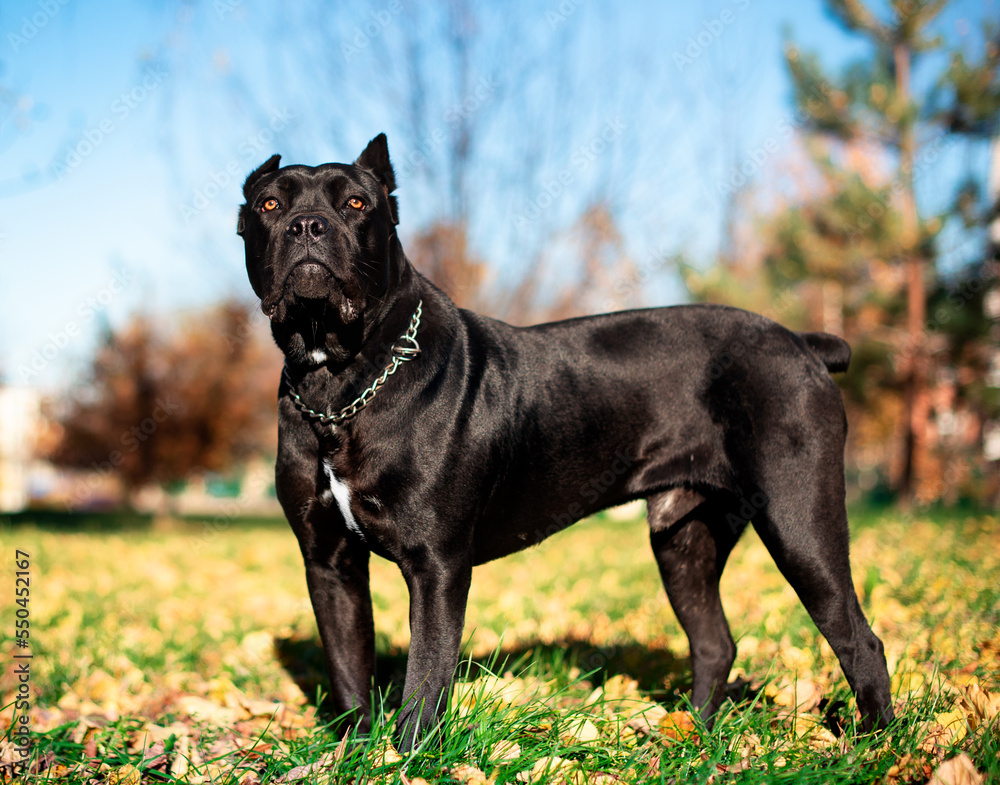 A black Cane Corso dog stands on a background of blurred yellow trees. The dog is ten months old. The photo is blurred.