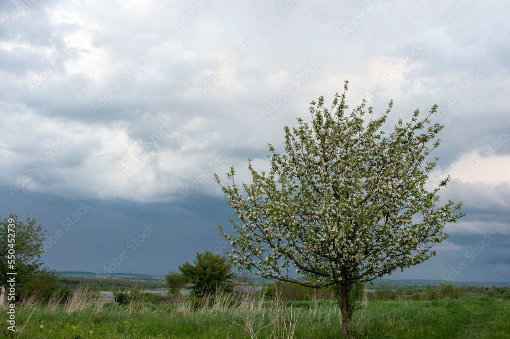 A blooming apple tree before a thunderstorm, a steel-colored sky and bright greenery A blooming apple tree before a thunderstorm, a steel-colored sky and bright greenery