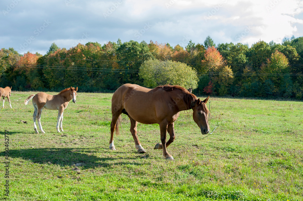 brown mare with foal in the mountains on a beautiful sunny day brown mare with foal in the mountains on a beautiful sunny day