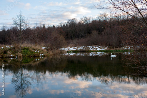A white majestic swan floats in front of a wave of water. Young swan in the middle of the water. Drops on a wet head.