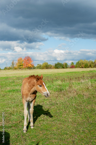 brown foal in nature © mikhailgrytsiv