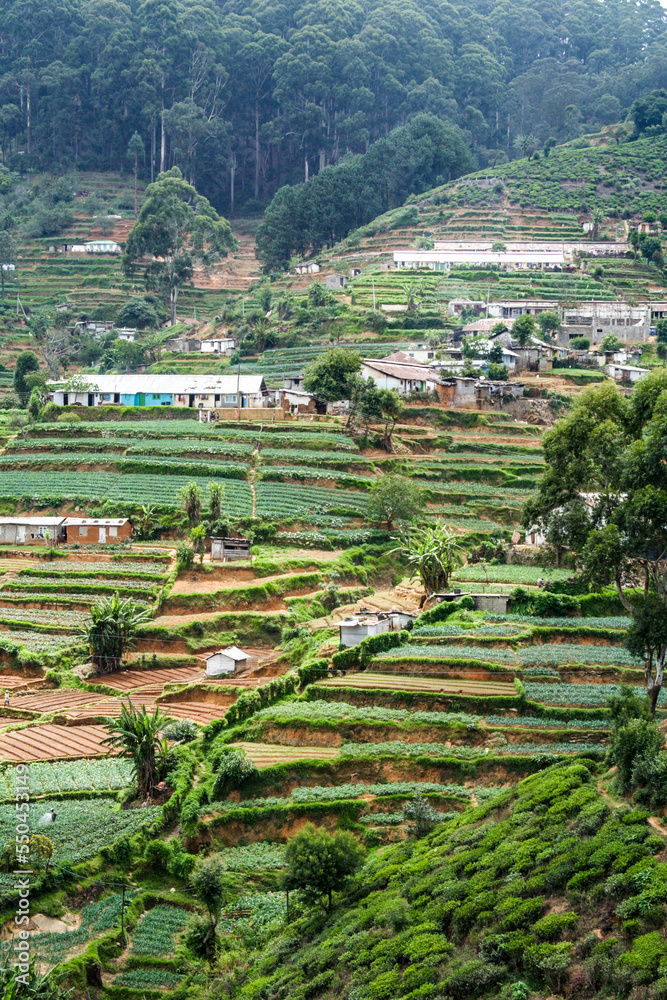 green tea plantation in Sri Lanka