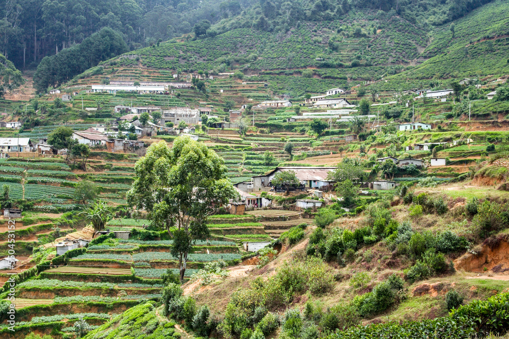 green tea plantation in Sri Lanka